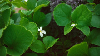 Unlocking Radiant Skin: The Powerful Duo of Gotu Kola and Gardenia